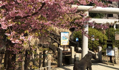 そして、春には桜、秋には紅葉と四季折々の樹木と入口鳥居の後ろに聳える神木の大銀杏。