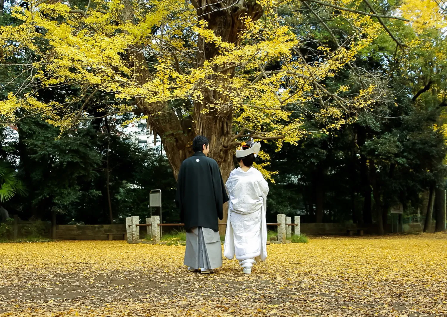 黄葉したイチョウの大木の下、落ち葉に覆われた境内を並んで歩く白無垢の花嫁と羽織袴の新郎の後ろ姿