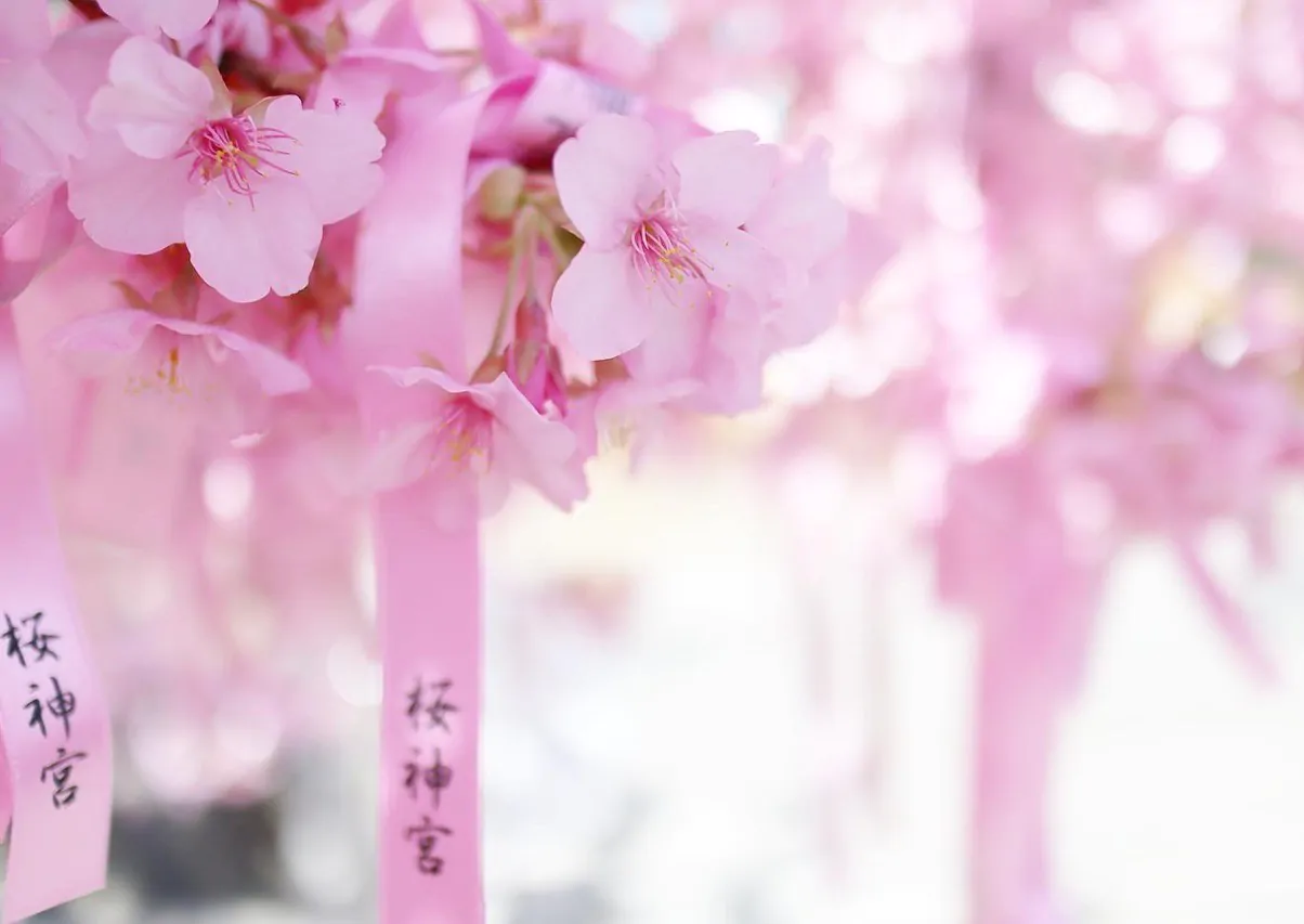 「桜神宮」と書かれたピンクのリボンと、淡いピンクの桜の花のアップ