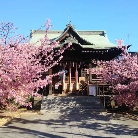 桜神宮